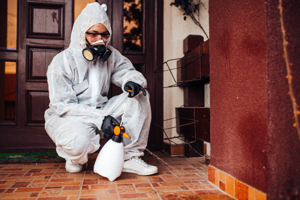 Attic and Crawl Space Rodent Treatment in Rock Creek